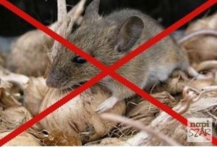 Itt a hideg, behúzódnak a rágcsálók (x)