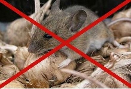 Itt a hideg, behúzódnak a rágcsálók (x)