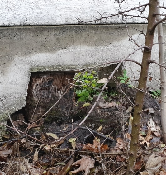 - Főnök! Mi legyen a tuskóval?