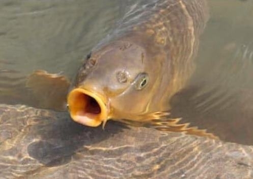 Idén csak töltött káposztát egyetek, abban nincs annyi szálka!