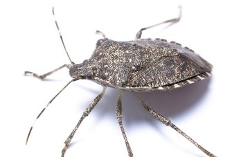 Poloska - Az állatvilág Jehova tanúja