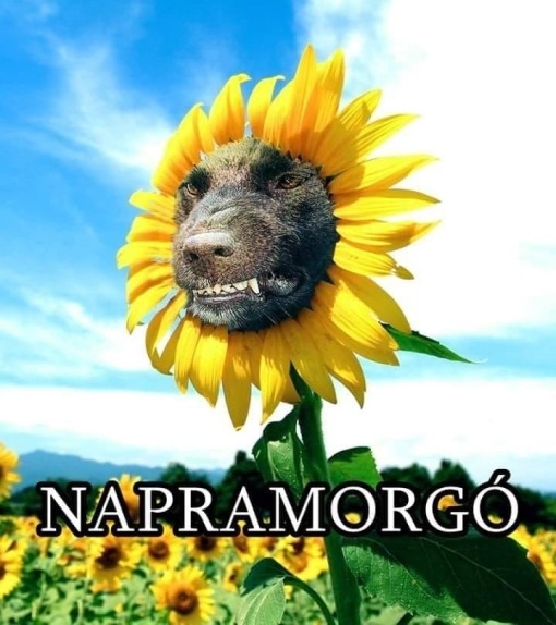 Csütörtöki képvicc