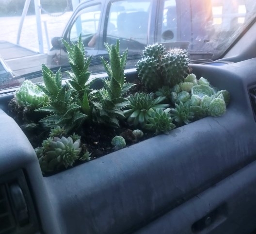 Aki a virágot szereti, rossz ember nem lehet