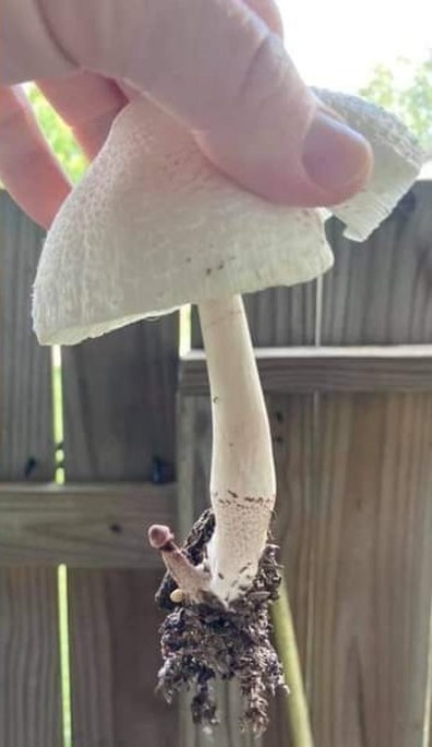 A véleménye arról, hogy kihúztad a földből