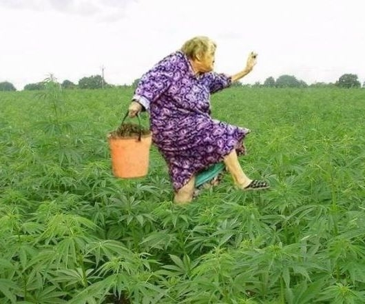 Szüretel az öreglány