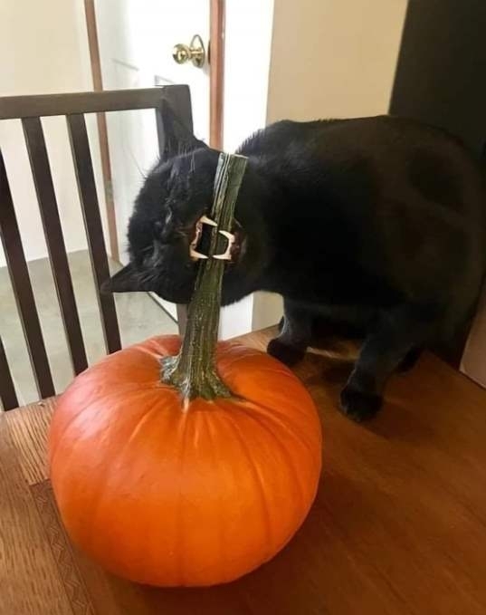 Amikor az asszony azzal fenyeget, hogy lerágja a töködet