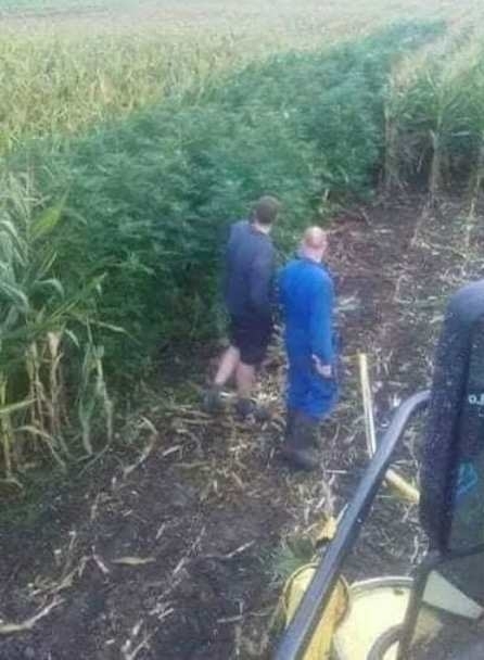 Gézu! Elég fura ez a pár sor kukorica