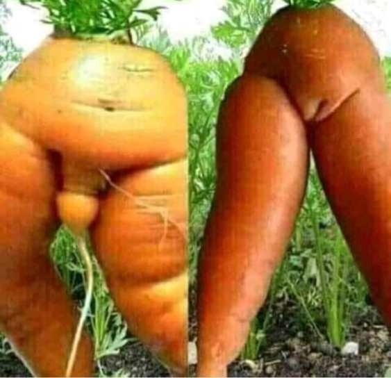 Kiderült, hogy a répák sem úgy szaporodnak, ahogy eddig hittük 🙂