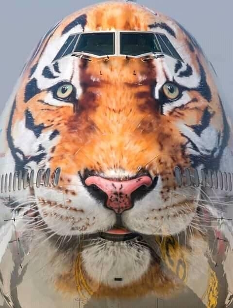 Kreatív repülőgép fényezés