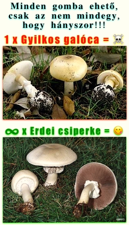 Egy kis biosz, egy kis matek