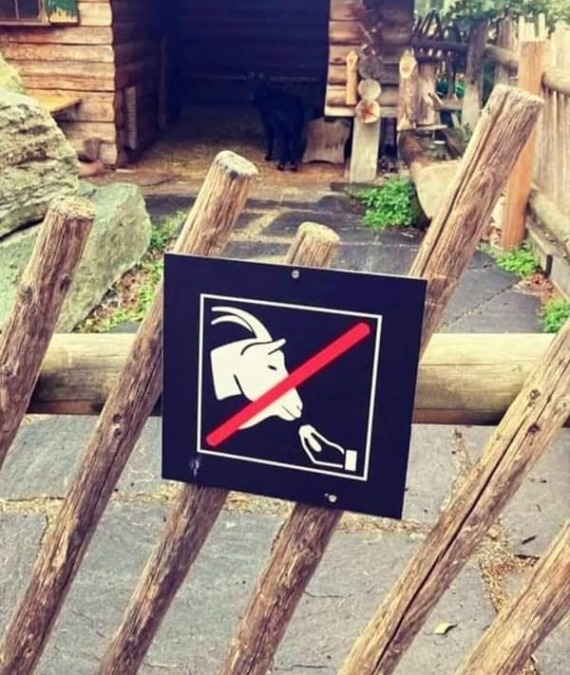 Kérjük ne beszéljenek olaszul a kecskéhez