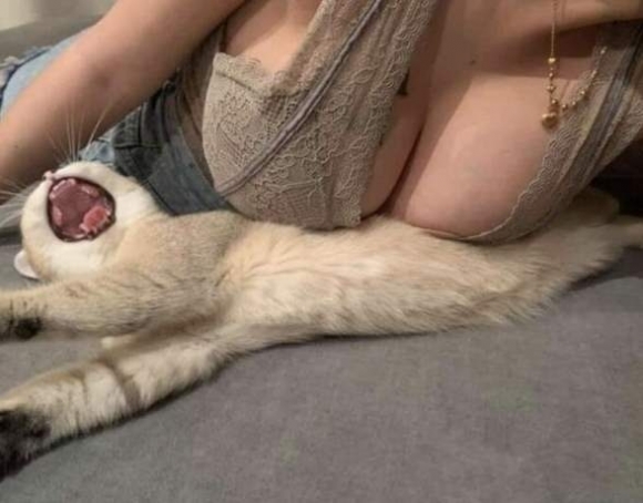 Ez már állatkínzás 