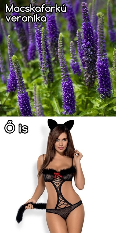 Macskafarkú veronika