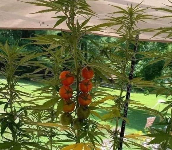 Haver, tökéletes álca nem létezik