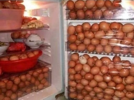 A hűtőnk, miután a tyúkok láttak egy disznóvágást