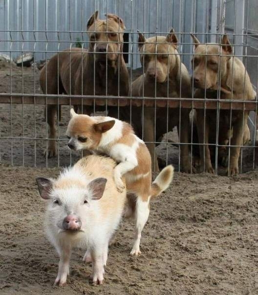 Rosszul csajozol, Blöki!