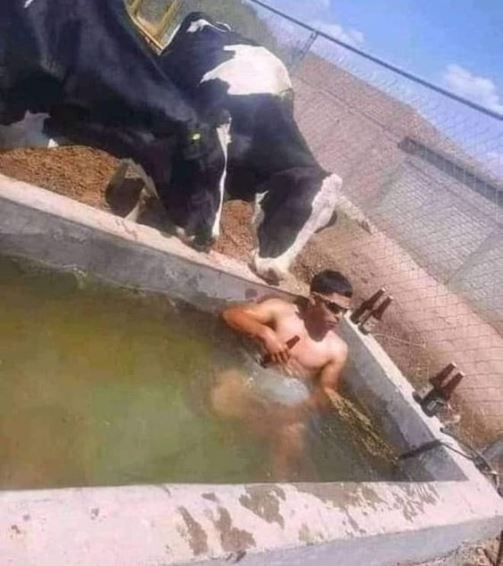 Lazulj szarvasmarha itatóban