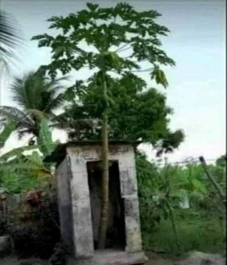 Ezért nem ajánlott lenyelni a magokat