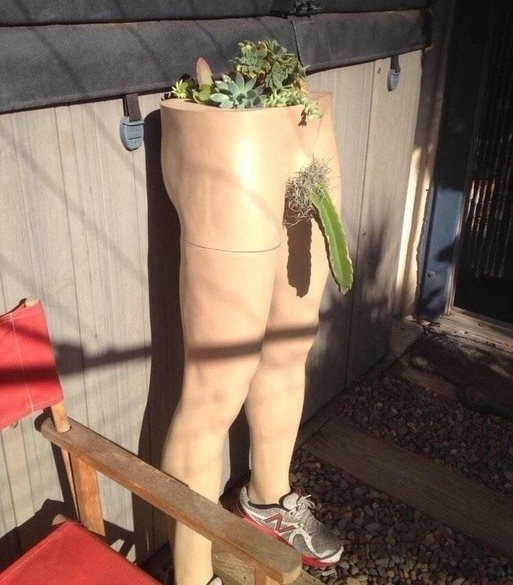 Egy érdekes kaktusz dekoráció