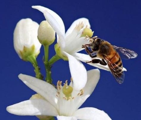 A természet csodája