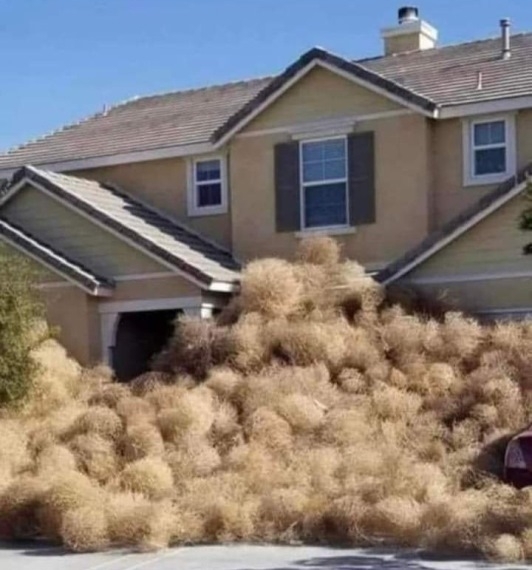 Tarts otthon nagy kutyát, a legjobb barátod lesz!