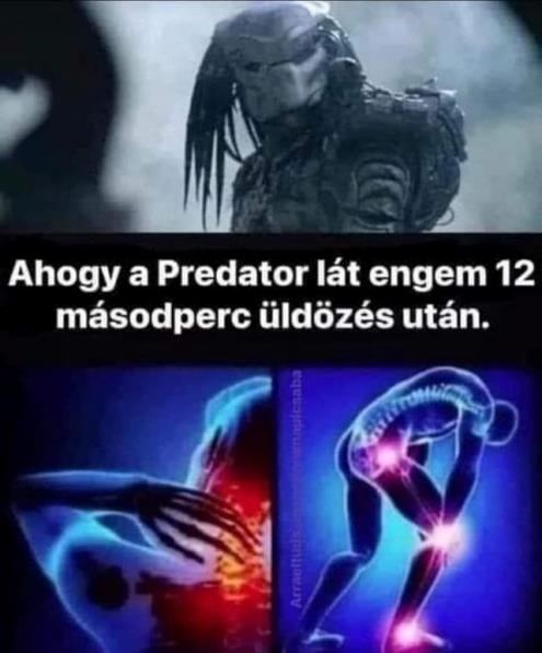 Napi ragadozó