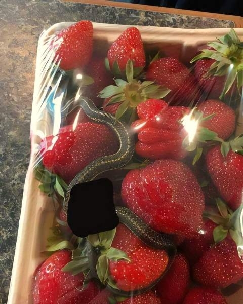 Napi akció - Ma hússal adjuk az epret