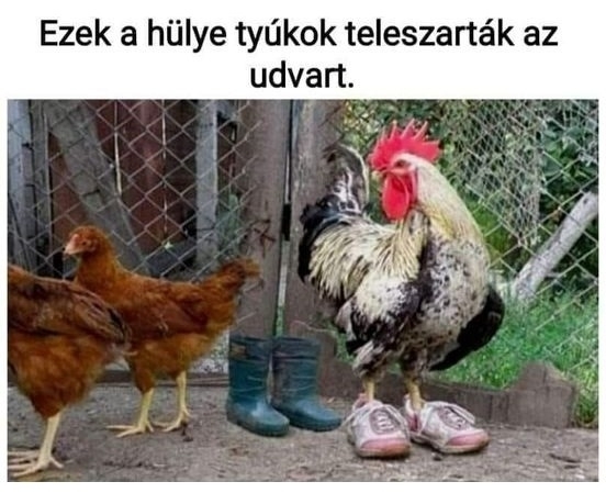 A tököm se fog itt mezítláb mászkálni