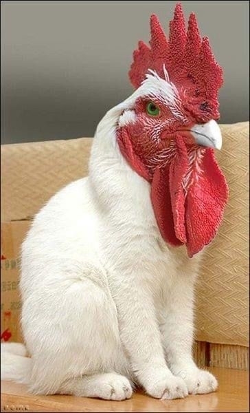 Sosemvolt állatok című rovatunkat látjátok