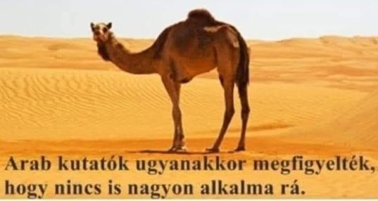 Brit tudósok bebizonyították, hogy a teve nem tud háton úszni