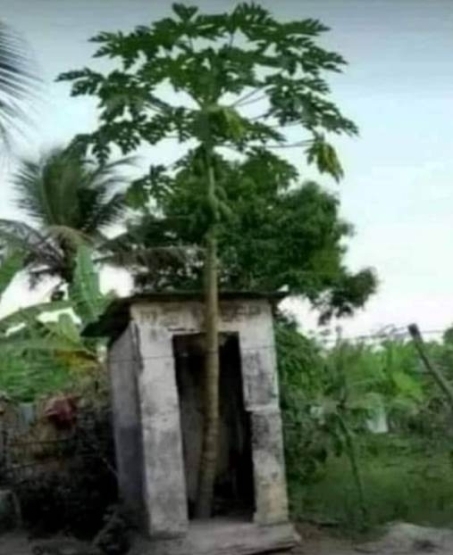 Ezért nem ajánlott megenni a magokat