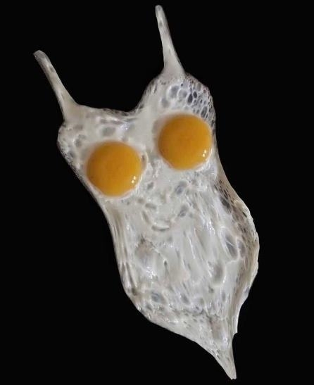 Amikor kanos a szakács