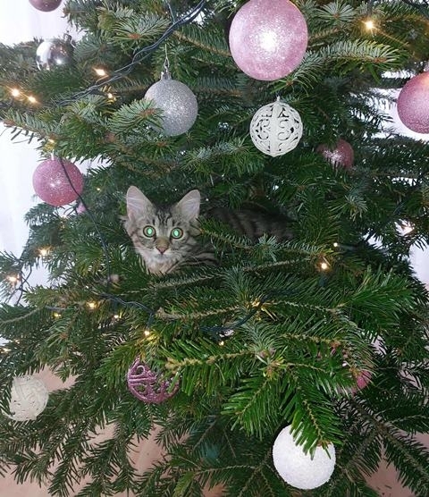 Idén egy új, zölden világító dísz is felkerült a fára!