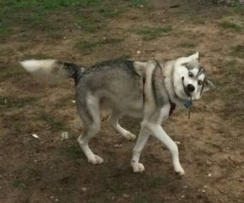 Amikor bedobsz még egy decit nagyapád kerítésszaggatójából