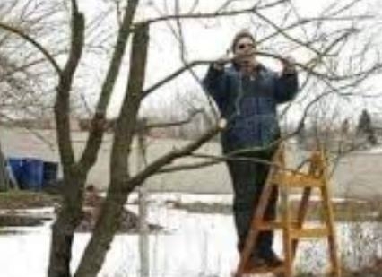 Mikor már januárban elfogyott a pálinkád, és megnézed, hogy rügyezik-e már a szilvafa