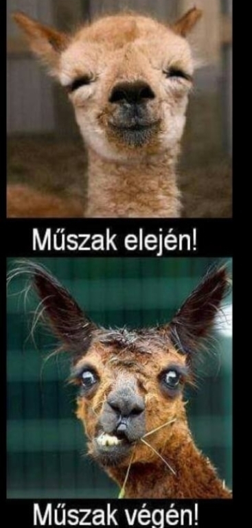 Kitartás, holnap már péntek