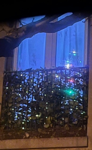 Na, ki talál március elsején karácsonyfát?