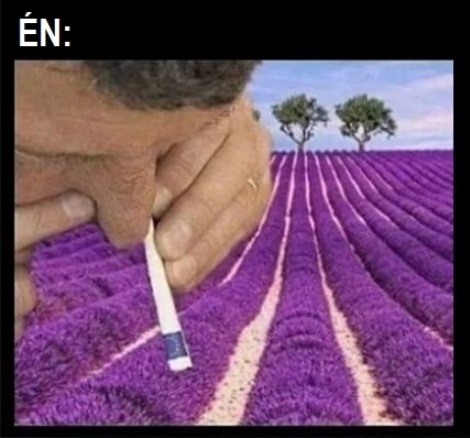 Egy haver mondta, hogy a levendula csökkenti a stresszt