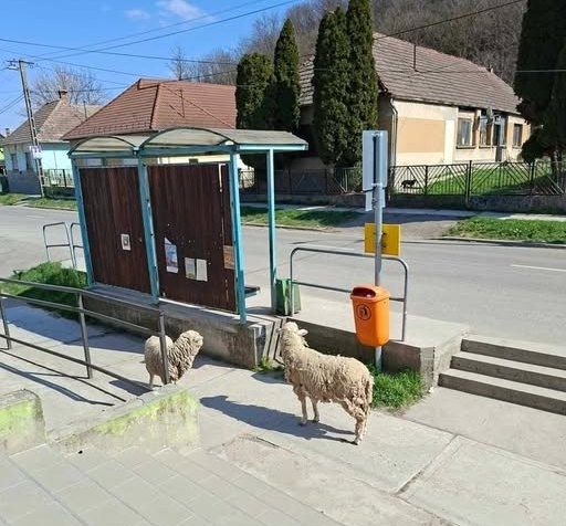  Juhé! Mindjárt jön a busz!