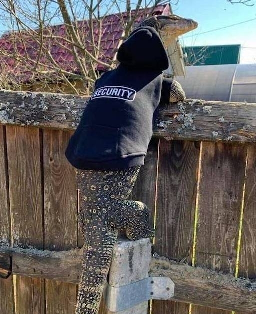 Nem mindenki kutyát tart