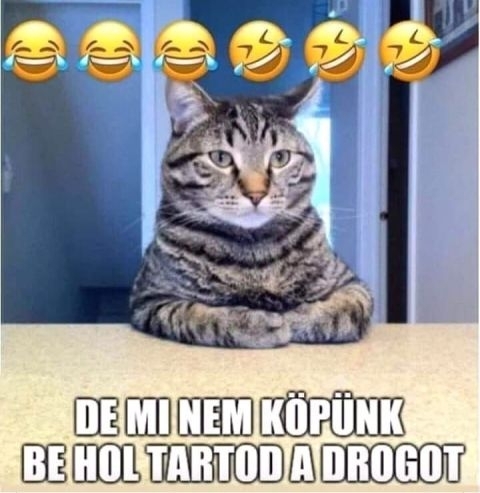 Lehet, hogy a kutya hűséges