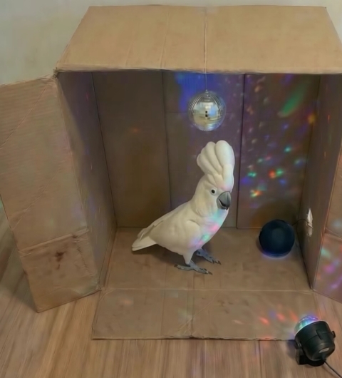 A mai srácok ahogy TikTokton nyomatják