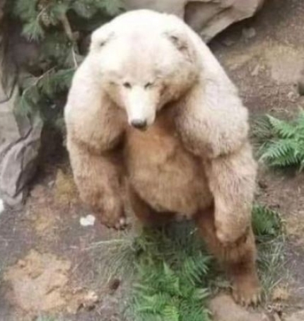 Amikor csak heti egyszer jutsz el a kondiba, de akkor meg mindig bicepsz nap van