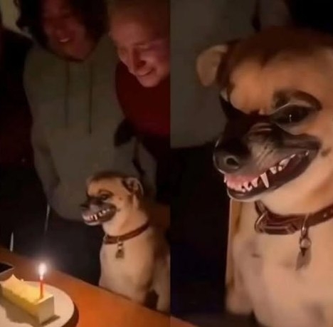 Szerintem Buksinak torta helyett egy ördögűző papra lenne szüksége