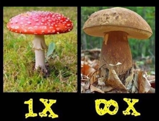 Minden gomba ehető, csak más a szorzójuk