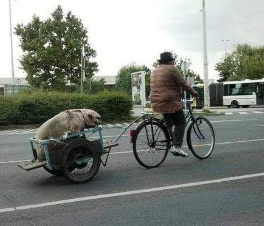 Fuvarban a Szállító